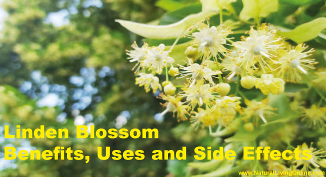 Linden Blossom Absolute: A Guide to Benefits, Uses and Side Effects