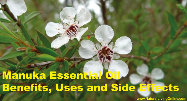 Manuka Essential Oil: A Guide to Benefits, Uses and Side Effects