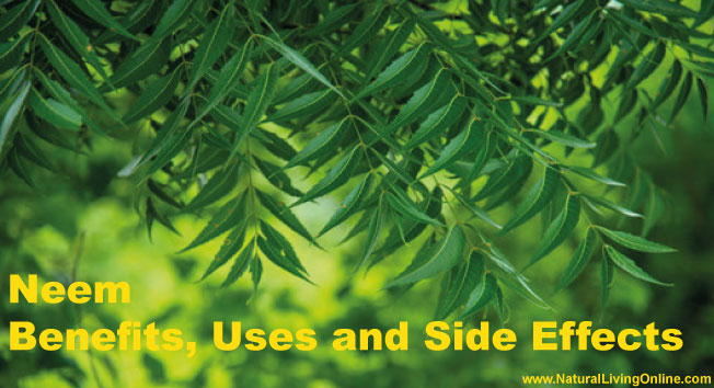 Neem uses, benefits and side effects