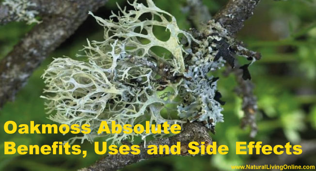 Oakmoss Absolute: A Guide to Benefits, Uses and Side Effects