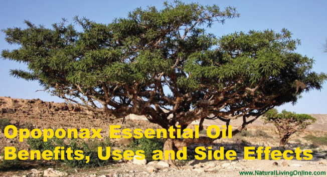 Opoponax Essential Oil: A Guide to Benefits, Uses and Side Effects