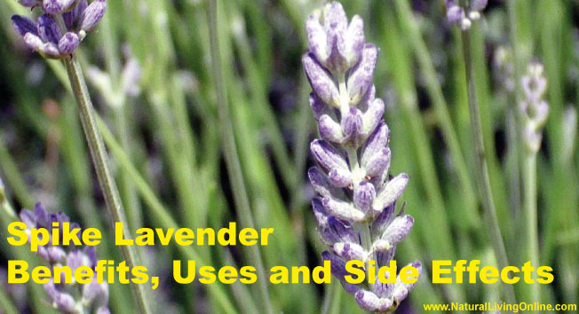 Spike Lavender Essential Oil: A Guide to Benefits, Uses and Side Effects