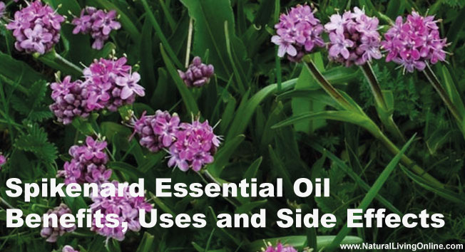 Spikenard Essential Oil: A Guide to Benefits, Uses and Side Effects