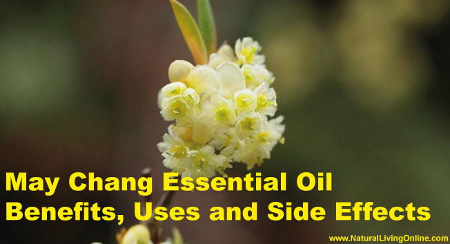 May Chang Essential Oil: A Guide to Benefits, Uses and Side Effects