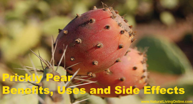 prickly pear essential oil