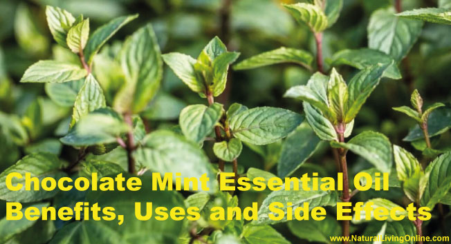 Chocolate Mint Essential Oil: A Guide to Benefits, Uses and Side Effects