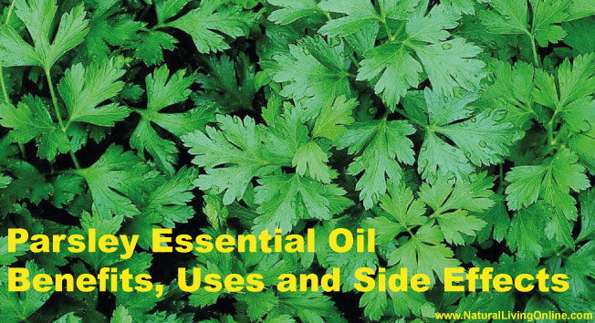 Parsley Essential Oil: A Guide to Benefits, Uses and Side Effects