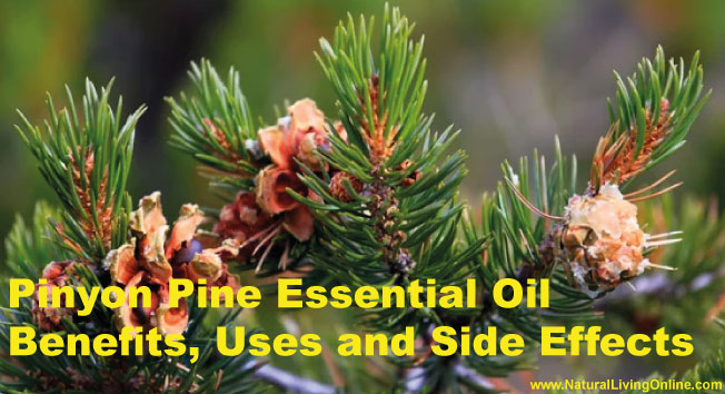 Pinyon Pine Essential Oil: A Guide to Benefits, Uses and Side Effects