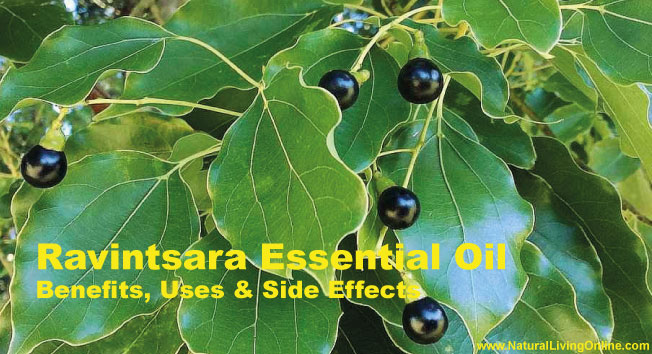 Ravintsara Essential Oil: A Guide to Benefits, Uses and Side Effects