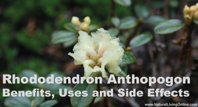 Rhododendron Essential Oil: A Guide to Benefits, Uses and Side Effects