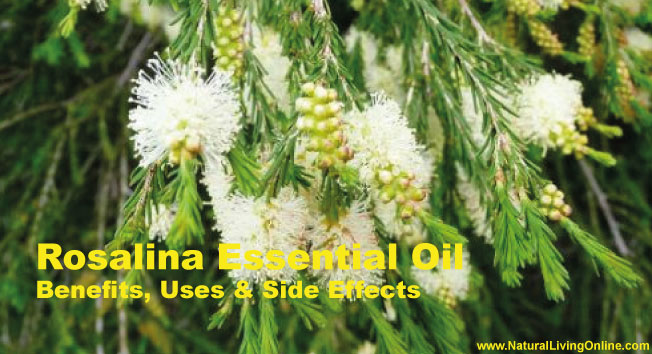 Rosalina Essential Oil: A Guide to Benefits, Uses and Side Effects