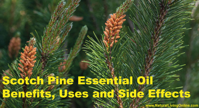 Scotch Pine Essential Oil: A Guide to Benefits, Uses and Side Effects