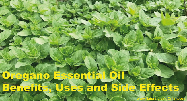 Oregano Essential Oil: A Guide to Benefits, Uses and Side Effects