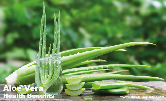 Aloe Vera Health Benefits