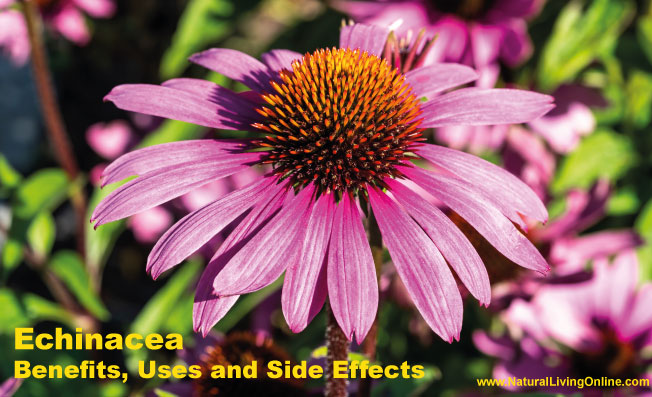 Echinacea Benefits, Uses and Side Effects