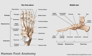 Human Foot Anatomy