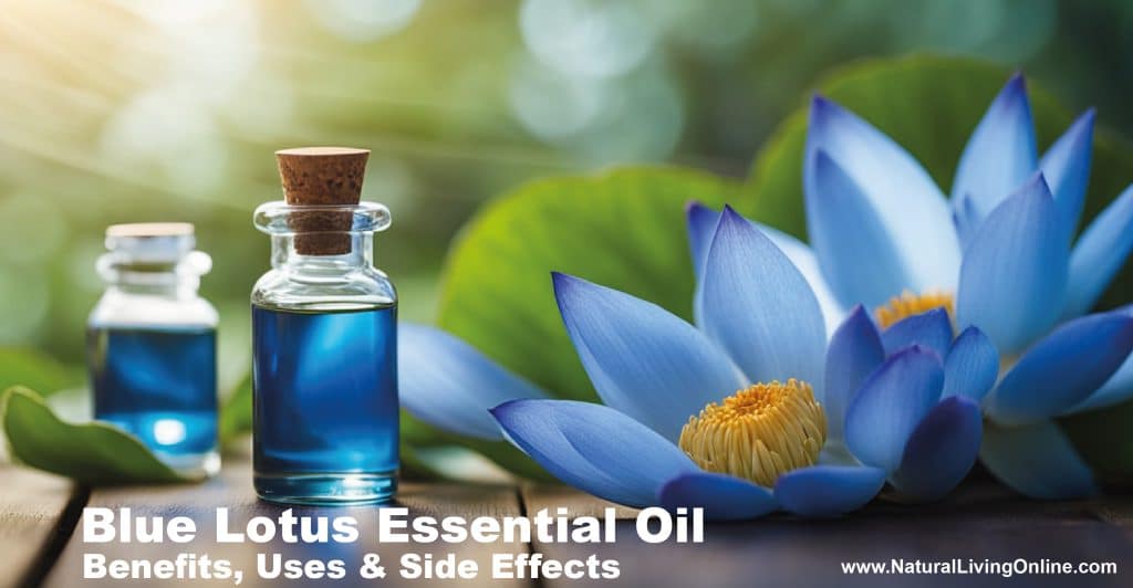 Blue Lotus Essential Oil Benefits, Uses, and Side Effects: A ...