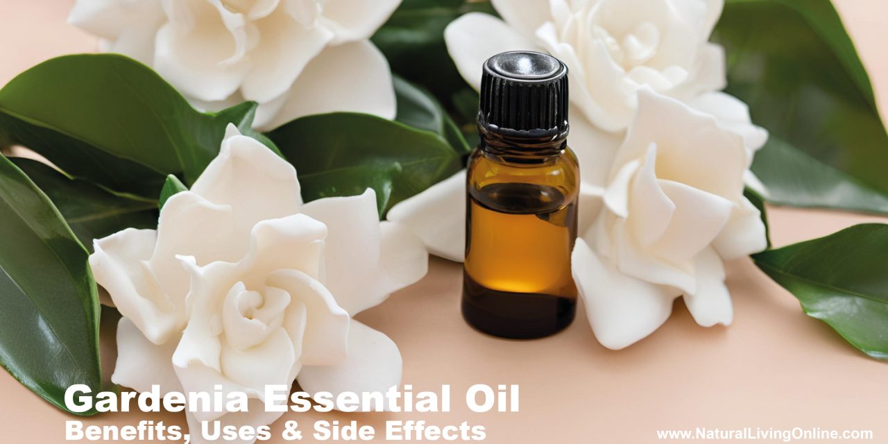 Gardenia Essential Oil Benefits, Uses, and Side Effects: An Expert Guide