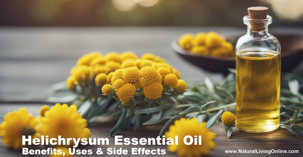 Helichrysum Essential Oil Benefits Uses And Side Effects A Comprehensive Guide Natural Living