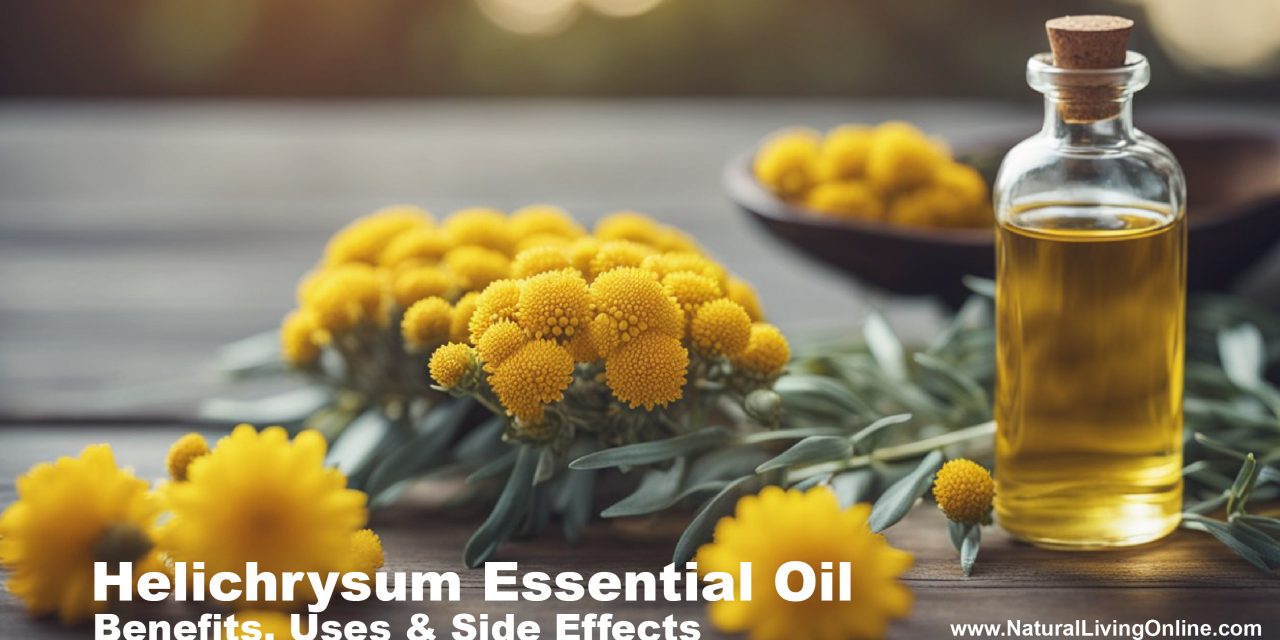 Helichrysum Essential Oil Benefits, Uses and Side Effects: A Comprehensive Guide