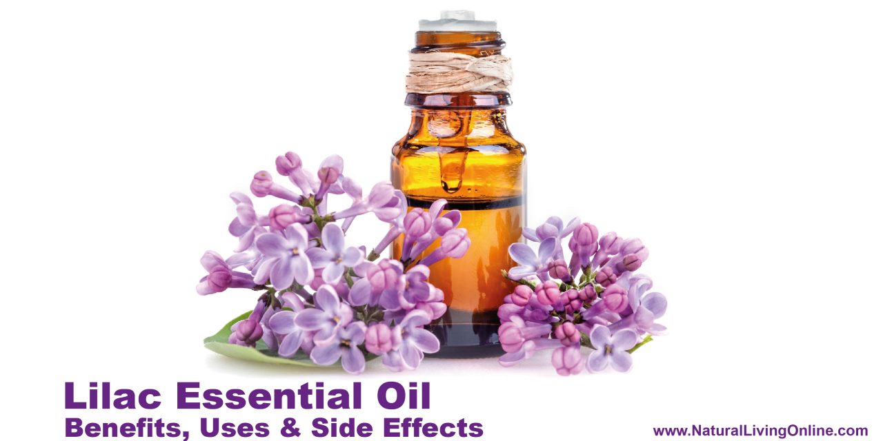Lilac Essential Oil Benefits, Uses, and Side Effects: An Expert Guide