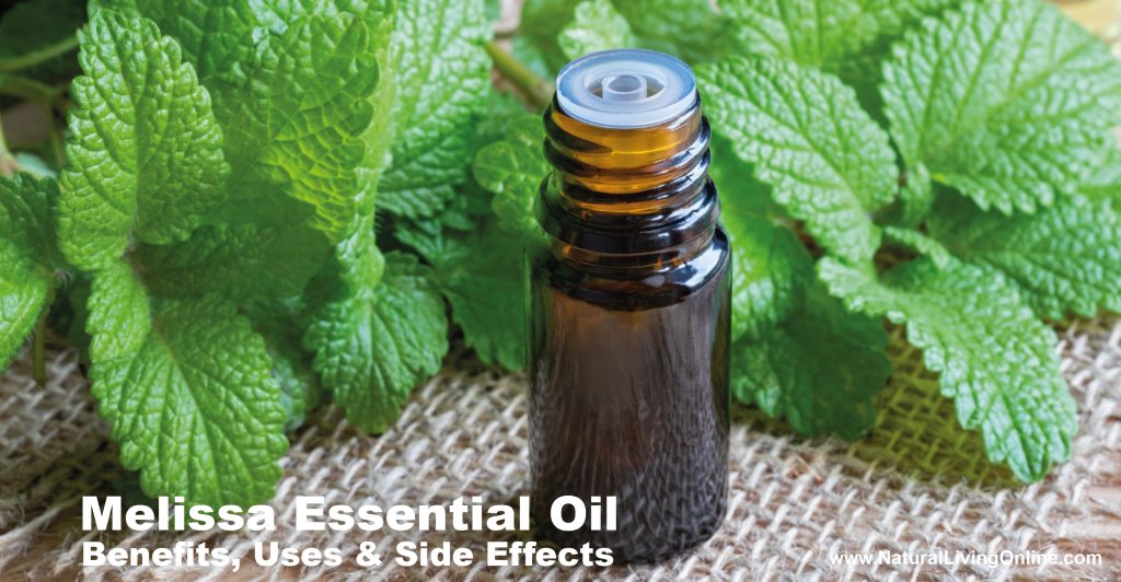 Melissa Essential Oil Benefits, Uses, and Side Effects A Comprehensive Guide Natural Living