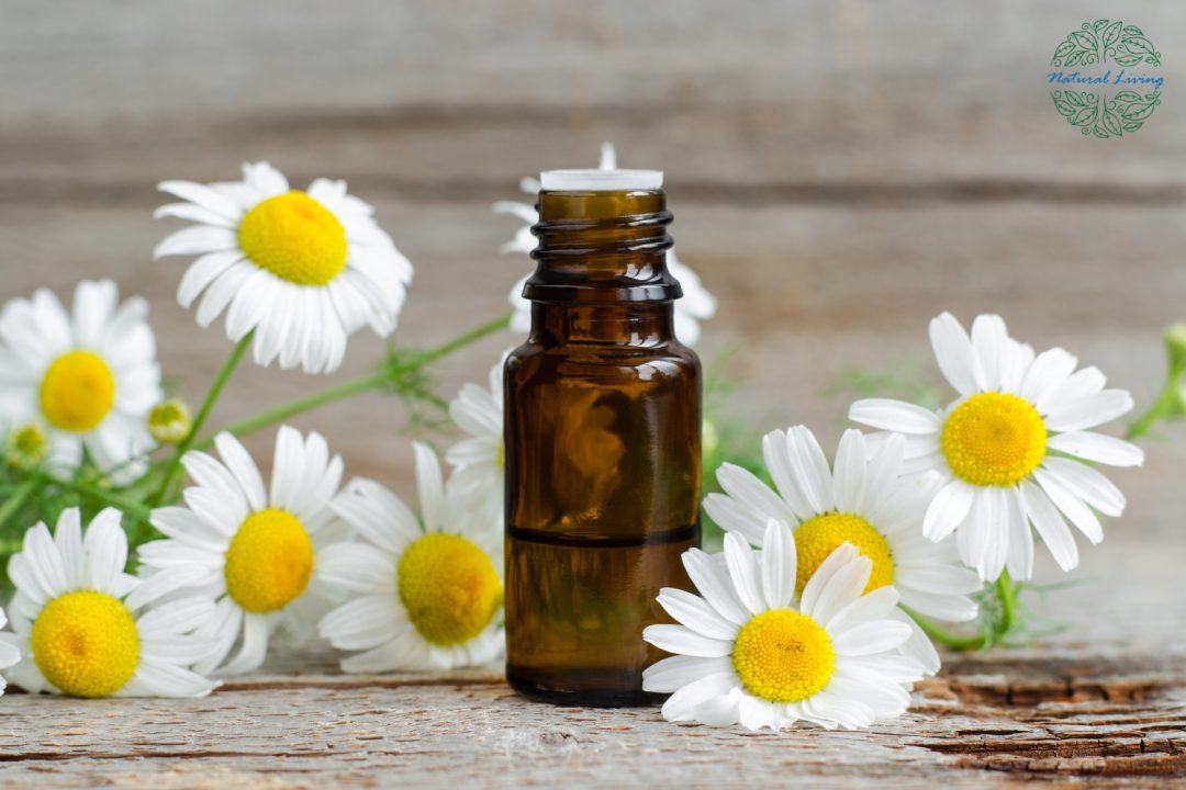 Roman Chamomile Essential Oil: Benefits, Uses, and Side Effects Explained