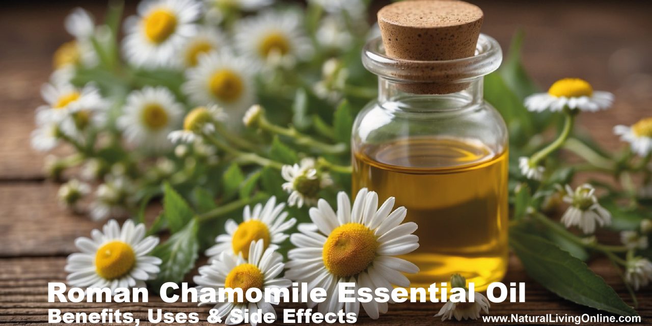 Roman Chamomile Essential Oil: Benefits, Uses, and Side Effects Explained