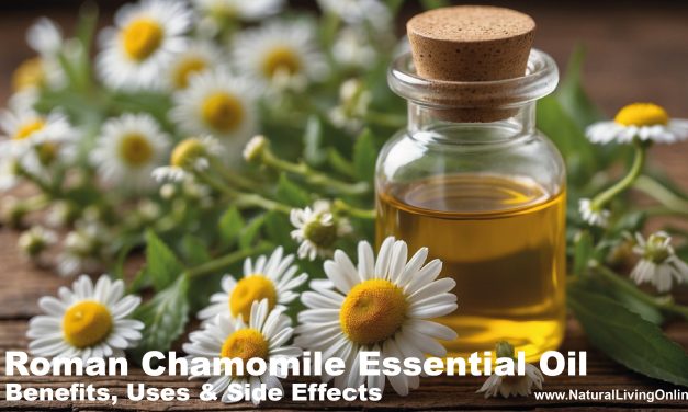 Roman Chamomile Essential Oil: Benefits, Uses, and Side Effects Explained