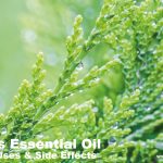 Cypress Essential Oil Benefits, Uses, and Side Effects: A Comprehensive Guide