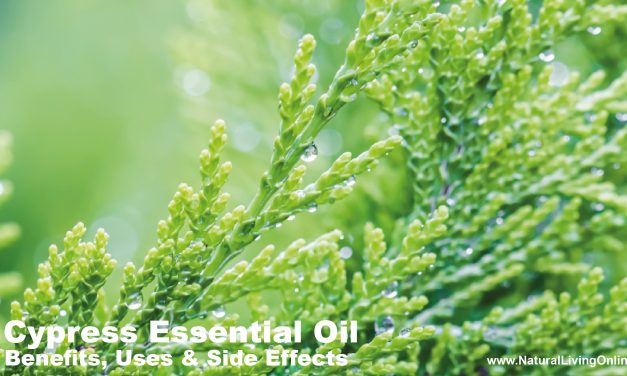 Cypress Essential Oil Benefits, Uses, and Side Effects: A Comprehensive Guide