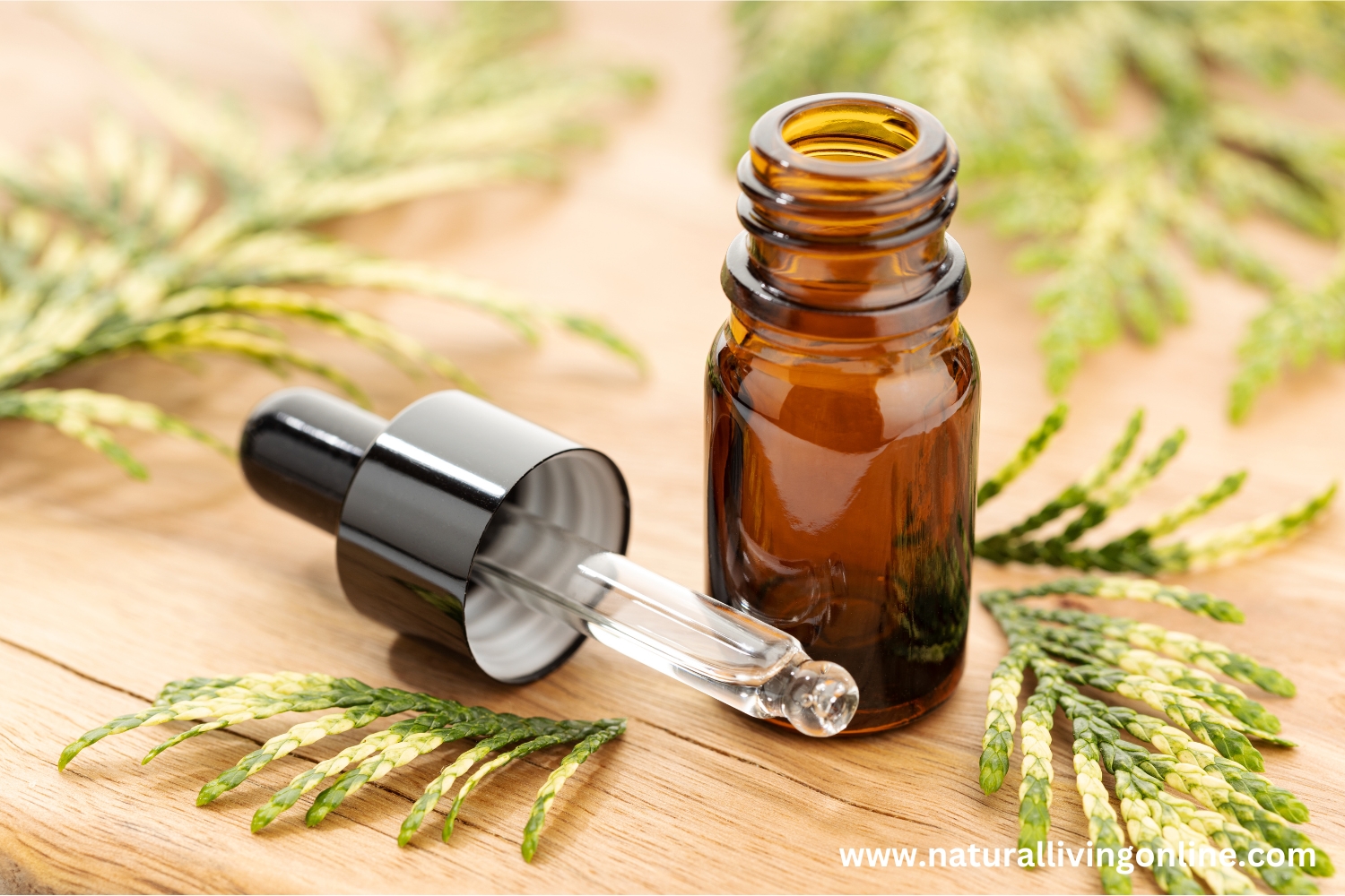 Cypress Essential Oil Benefits, Uses, and Side Effects: A Comprehensive ...