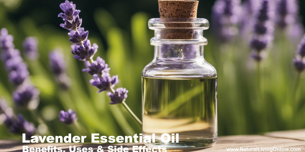 Lavender Essential Oil Benefits, Uses, and Side Effects: An Expert Overview