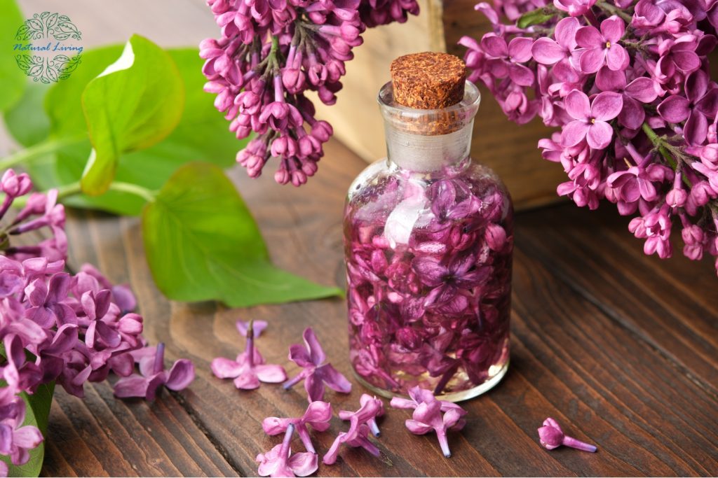 lilac essential oil benefits