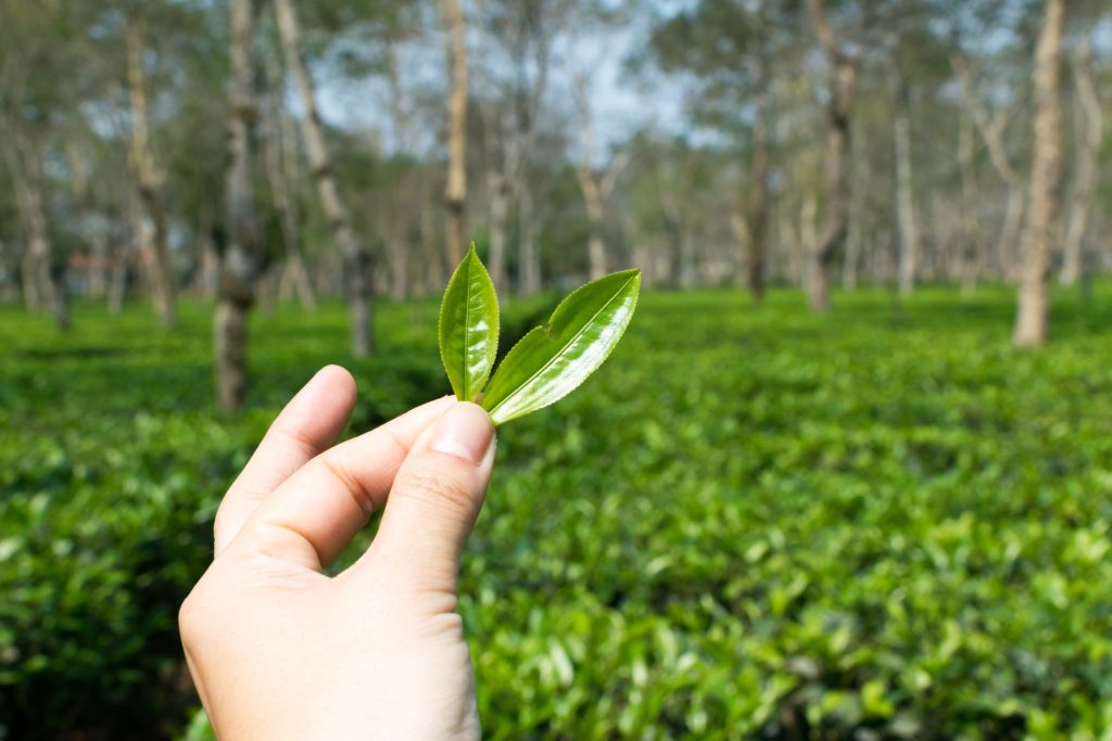 Black Tea Benefits