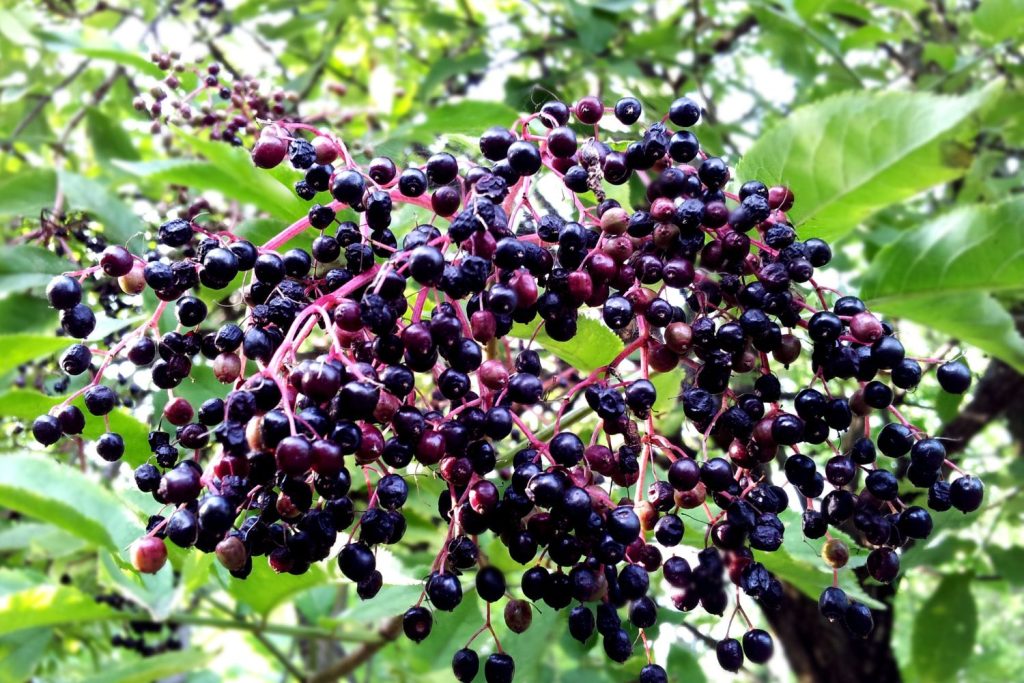 Elderberry Tea Benefits