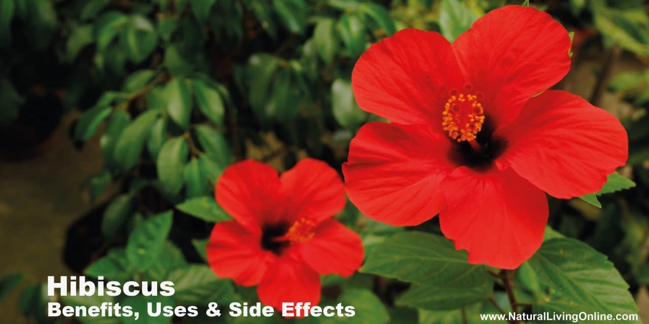 Hibiscus Benefits, Uses and Side Effects: Comprehensive Guide