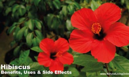 Hibiscus Benefits, Uses and Side Effects: Comprehensive Guide