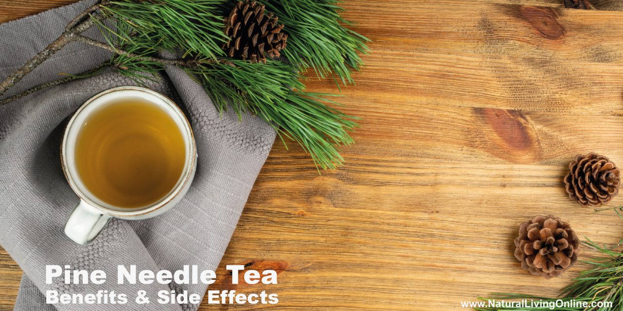 Pine Needle Tea Benefits: Ancient Wisdom for Modern Health