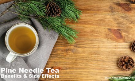 Pine Needle Tea Benefits: Ancient Wisdom for Modern Health