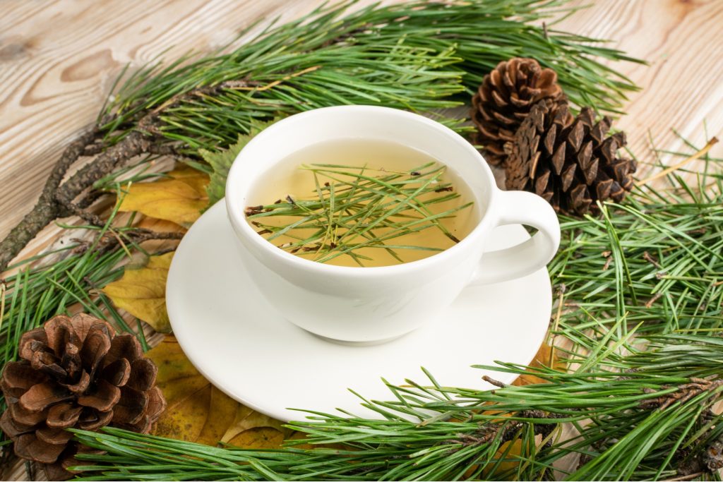 Pine Needle Tea benefits