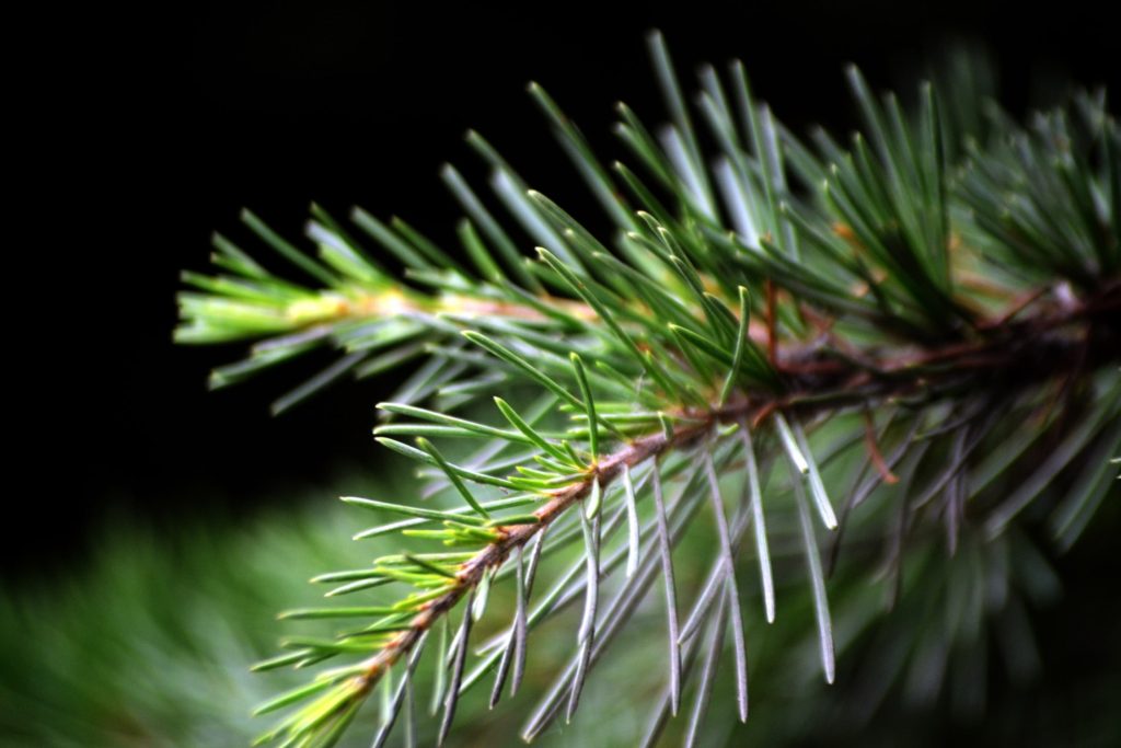 Pine Needle Tea benefits