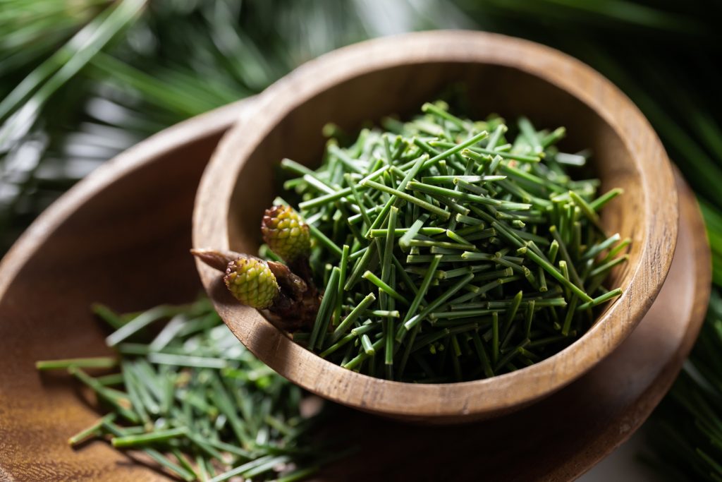 Pine Needle Tea benefits