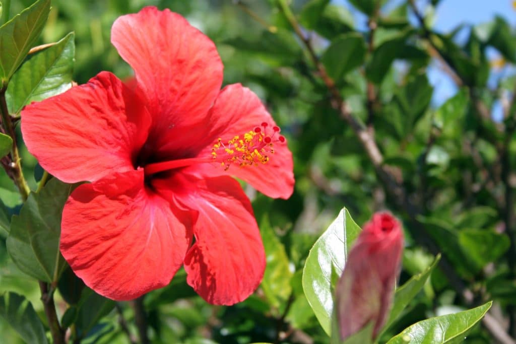 Hibiscus tea benefits