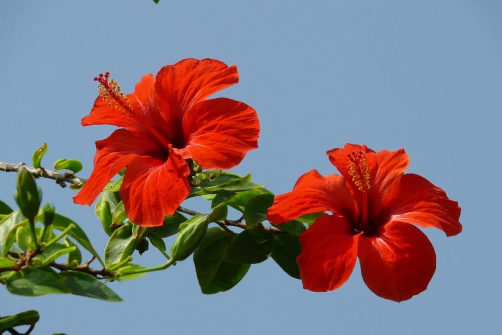 hibiscus