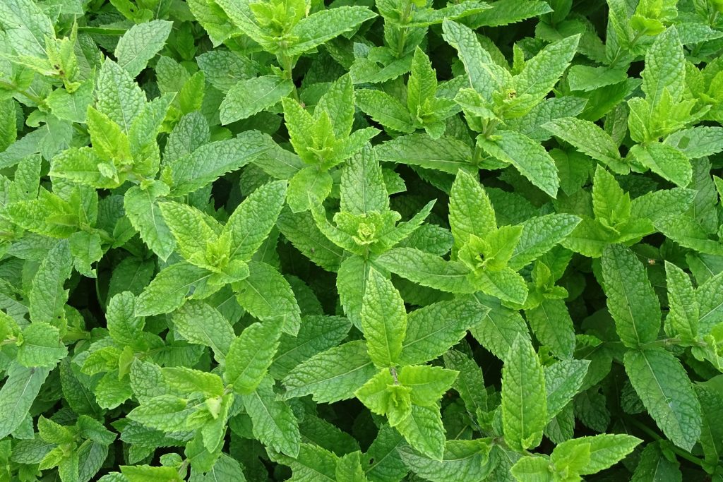 peppermint tea benefits