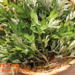 Mugwort Tea Benefits: A Natural Solution for Sleep and Digestion