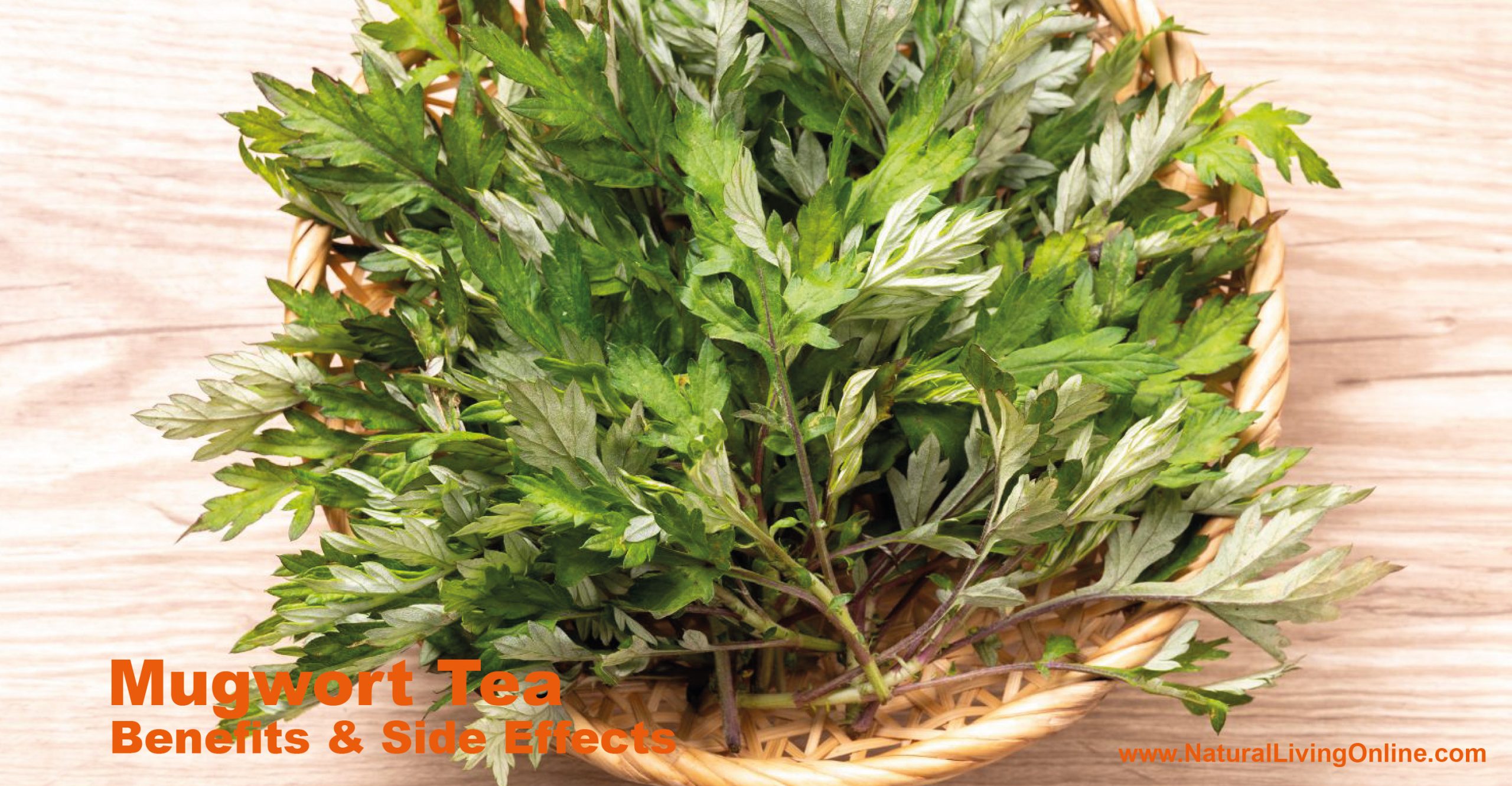 Mugwort Tea Benefits