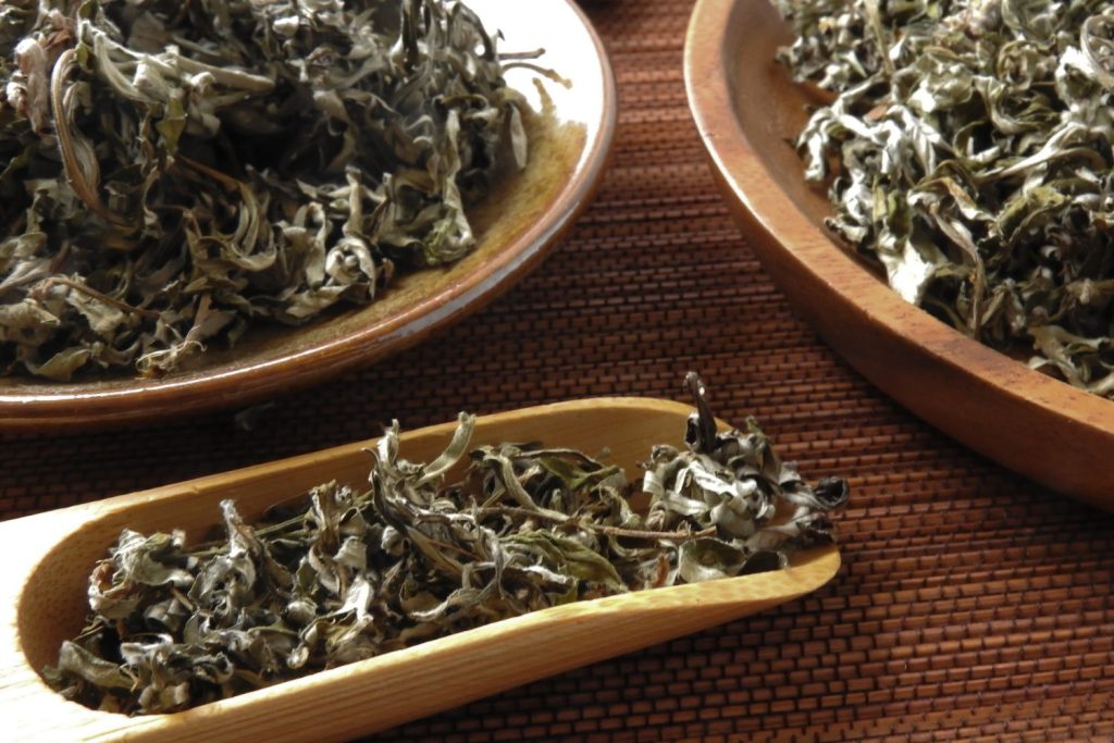 Mugwort Tea Benefits