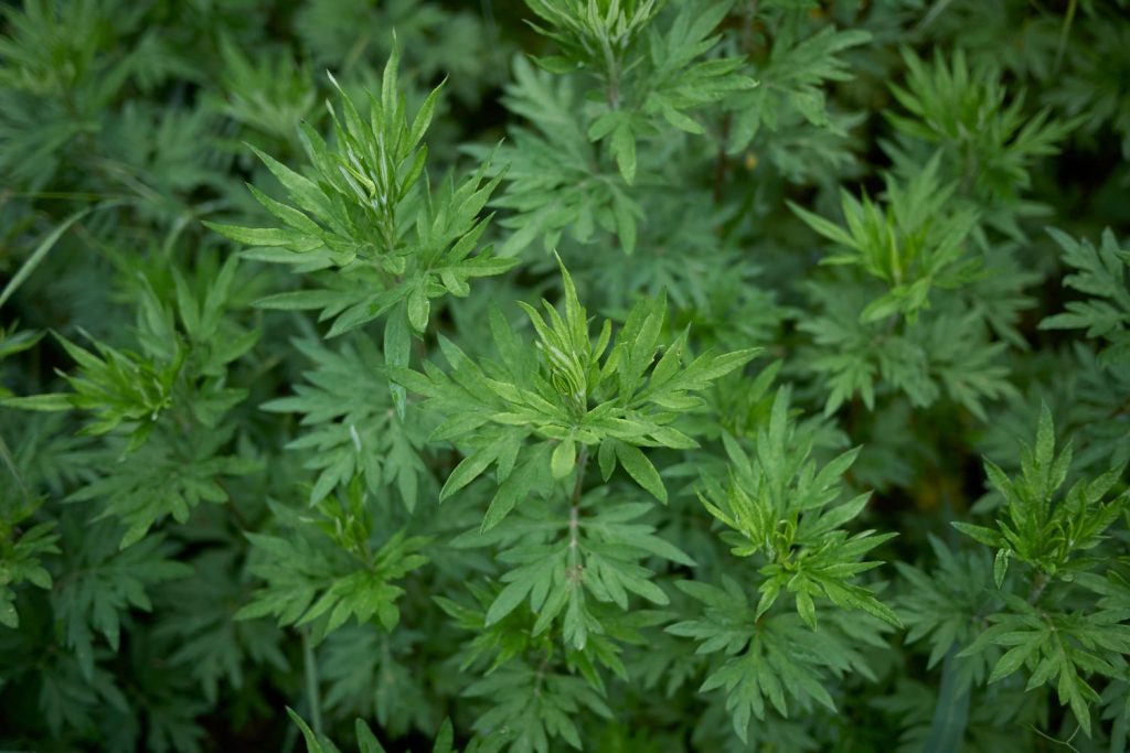 Mugwort Tea Benefits